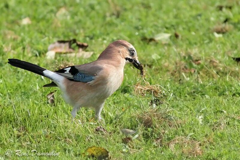 Geai des chênesadulte, identification, Comportement