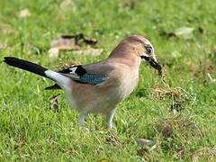 Eurasian Jay