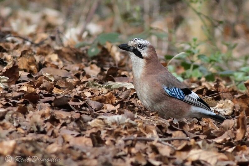 Geai des chênesadulte, identification