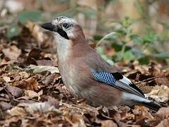 Eurasian Jay