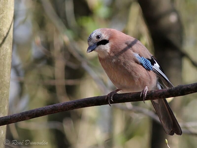 Eurasian Jayadult, identification