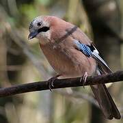 Eurasian Jay