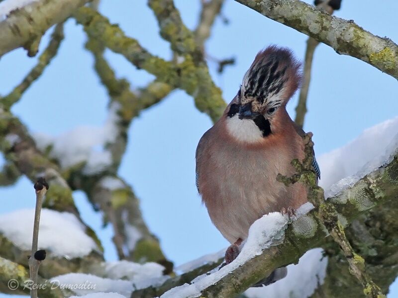 Geai des chênesadulte, identification