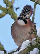 Eurasian Jay