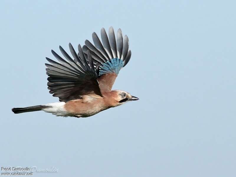 Eurasian JayFirst year, Flight