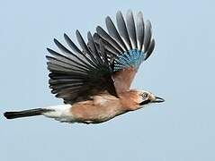 Eurasian Jay