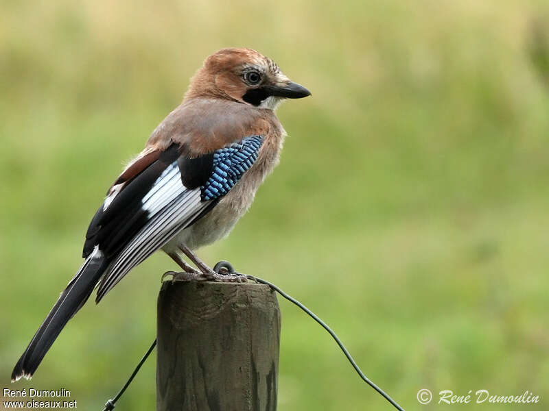 Eurasian Jayjuvenile, identification