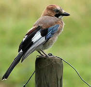 Eurasian Jay