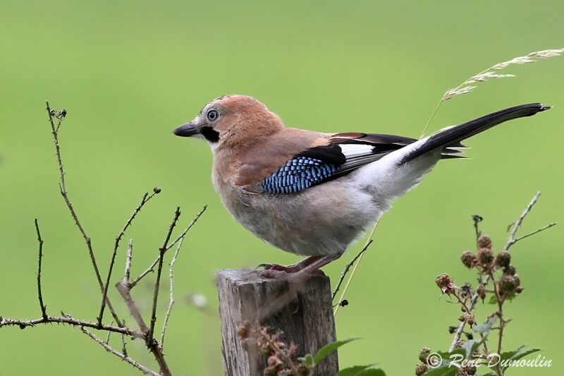 Eurasian Jayjuvenile, identification