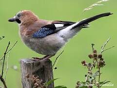 Eurasian Jay