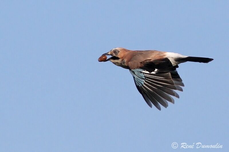 Eurasian Jayadult, identification, Flight, feeding habits