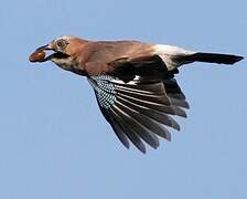 Eurasian Jay