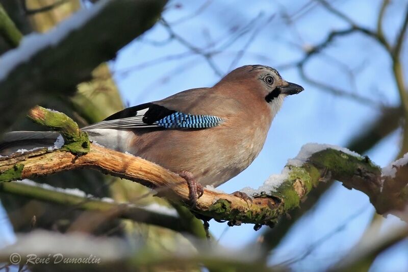 Geai des chênesadulte, identification