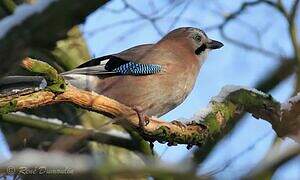 Eurasian Jay