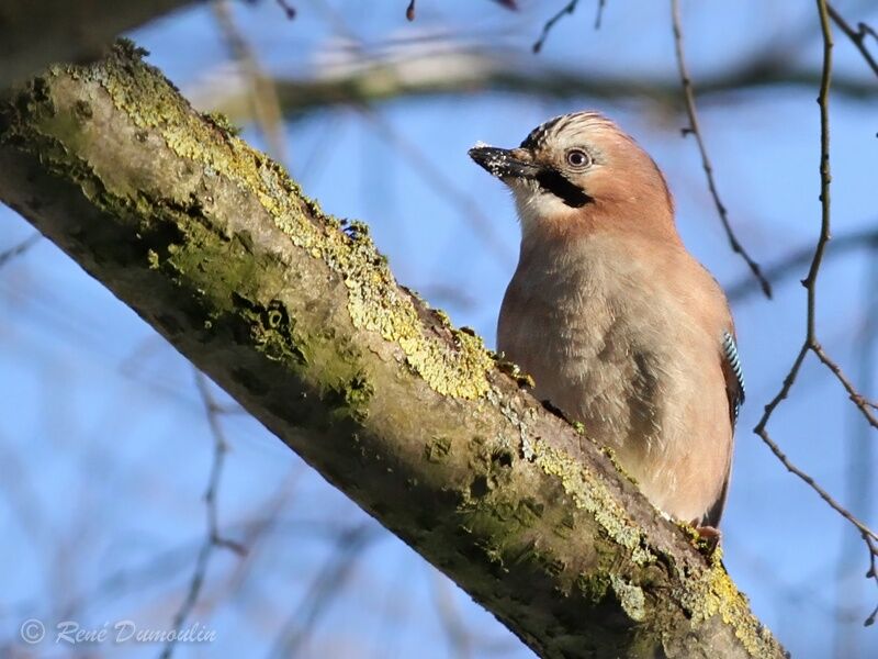 Geai des chênesadulte, identification