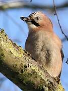 Eurasian Jay