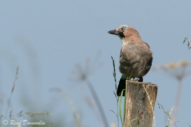 Eurasian Jayadult