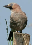 Eurasian Jay