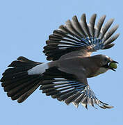 Eurasian Jay