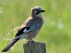 Eurasian Jay