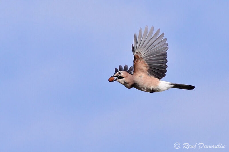 Eurasian Jayadult, Flight, feeding habits