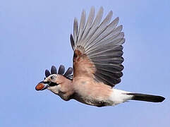 Eurasian Jay