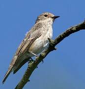 Spotted Flycatcher