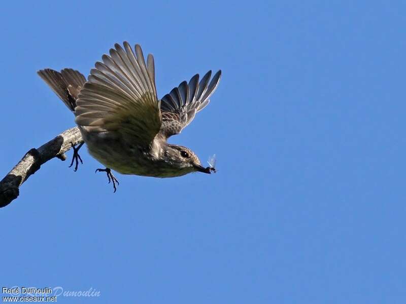 Spotted Flycatcheradult, feeding habits, Behaviour