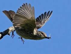 Spotted Flycatcher