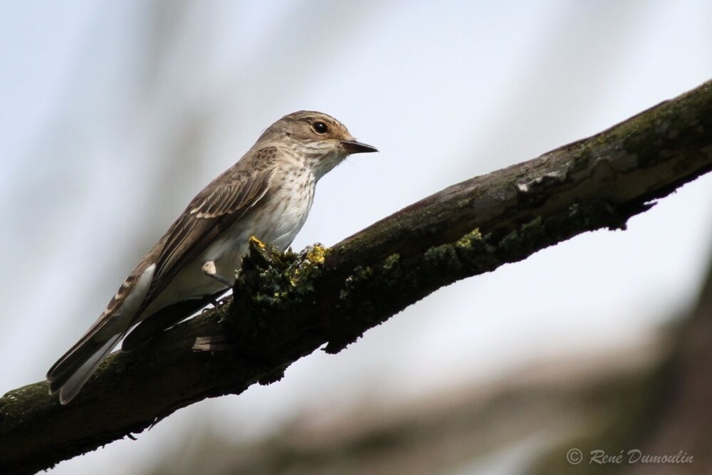 Spotted Flycatcherjuvenile, identification