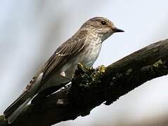 Spotted Flycatcher