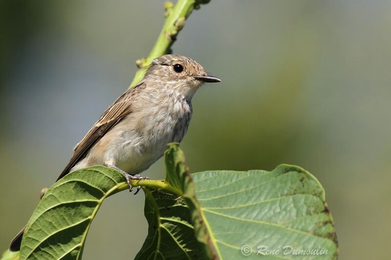 Spotted FlycatcherFirst year, identification