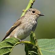 Spotted Flycatcher