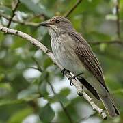 Spotted Flycatcher