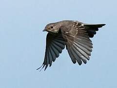 Spotted Flycatcher