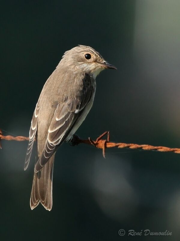 Spotted Flycatcherjuvenile, identification