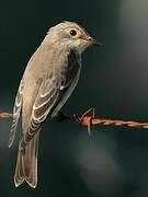 Spotted Flycatcher