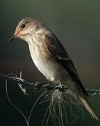 Spotted Flycatcher