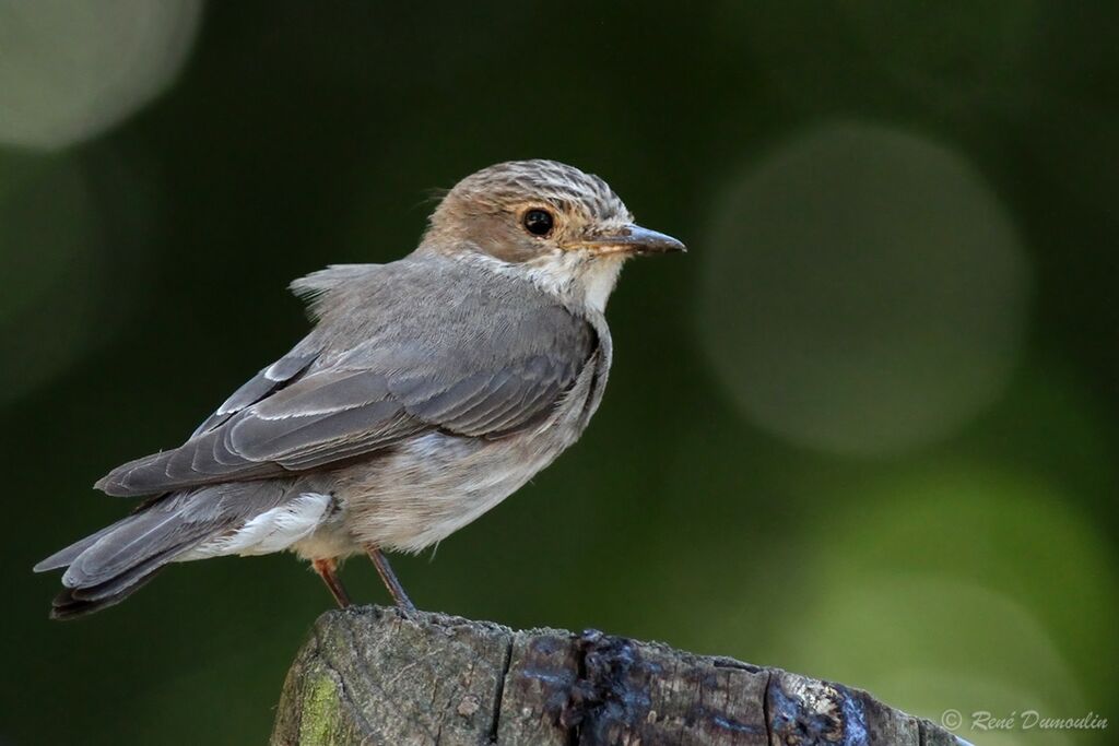 Spotted Flycatcheradult breeding, identification