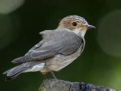 Spotted Flycatcher