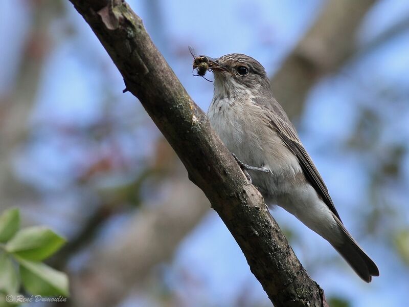 Spotted Flycatcherjuvenile, identification, feeding habits