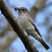 Spotted Flycatcher