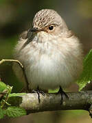 Spotted Flycatcher