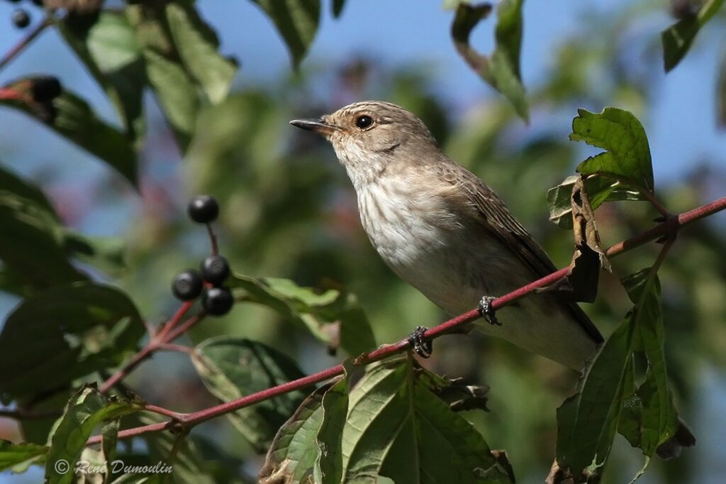 Gobemouche grisjuvénile, identification