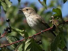 Spotted Flycatcher