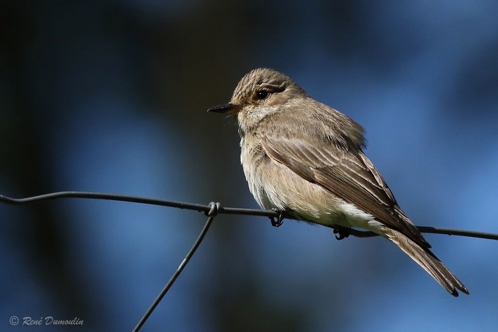 Spotted Flycatcheradult breeding, identification