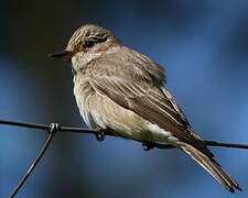 Spotted Flycatcher