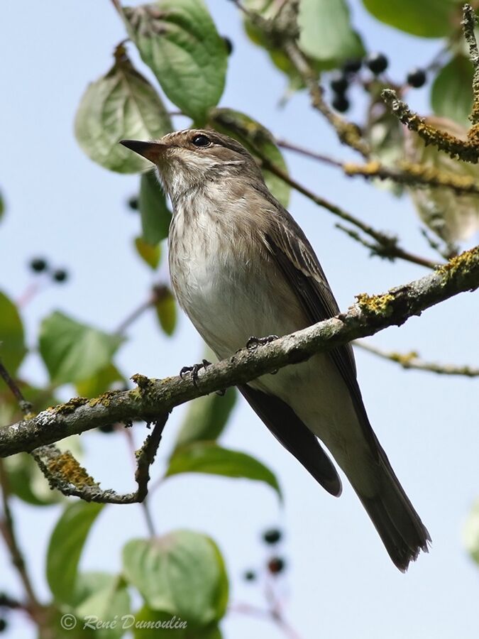 Spotted FlycatcherFirst year, identification