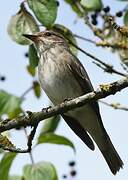 Spotted Flycatcher