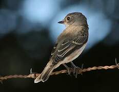 Spotted Flycatcher